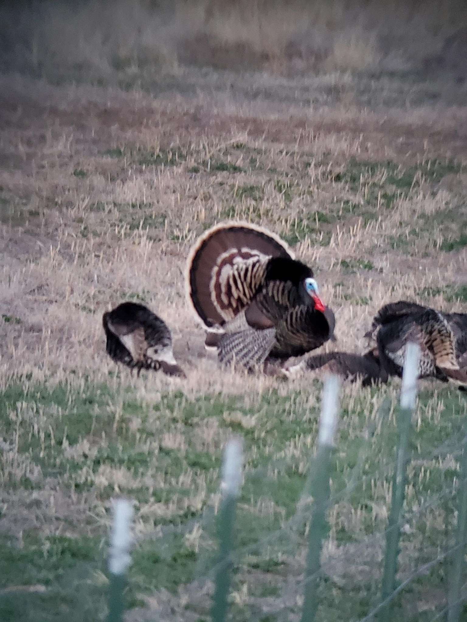 Turkey Hunting Colorado Turkey Hunting Guide Atmore Outfitters
